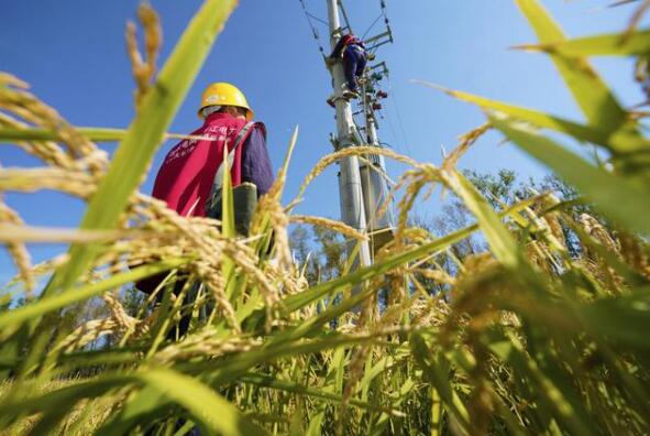哈爾濱供電公司累計投入38億元優化農村電網助力農民豐收