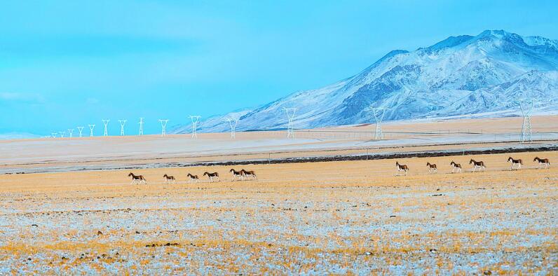 生物多樣成就生態之美 綠色電網賦能美麗中國