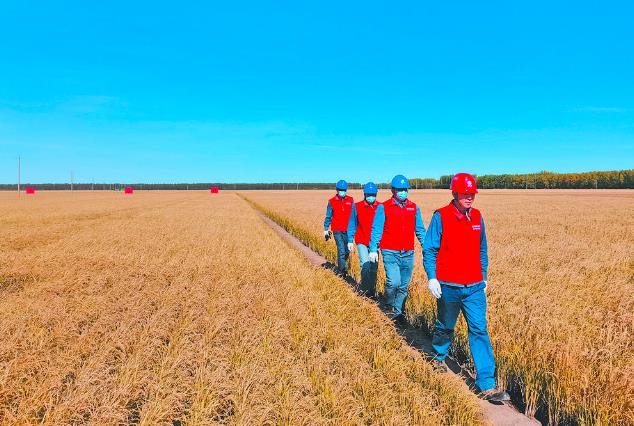 為端牢中國飯碗貢獻電網力量