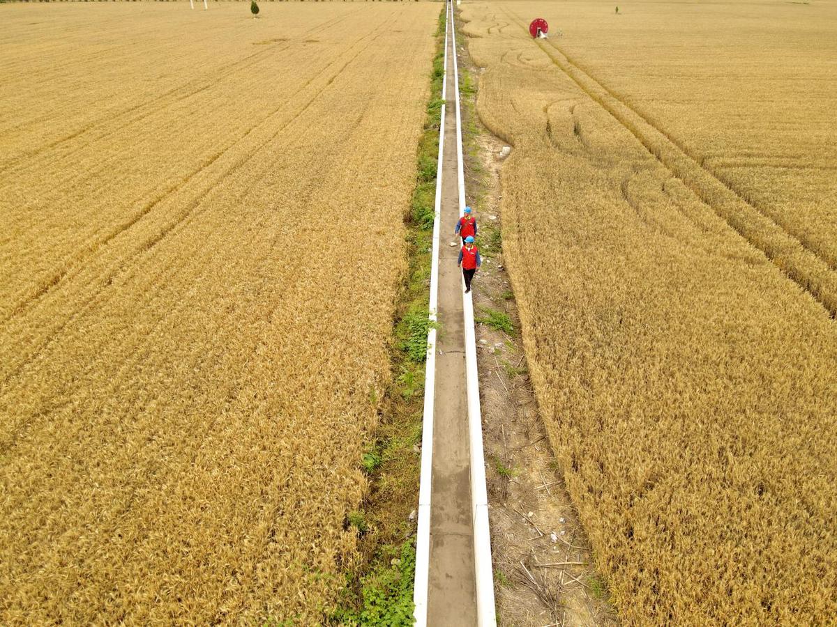 國網焦作供電公司精準服務助力沁陽夏糧搶收“提速”