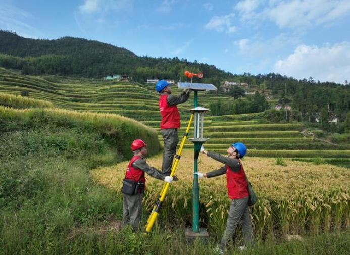國網瑞安市供電公司“豐”光無限好 電力助秋收
