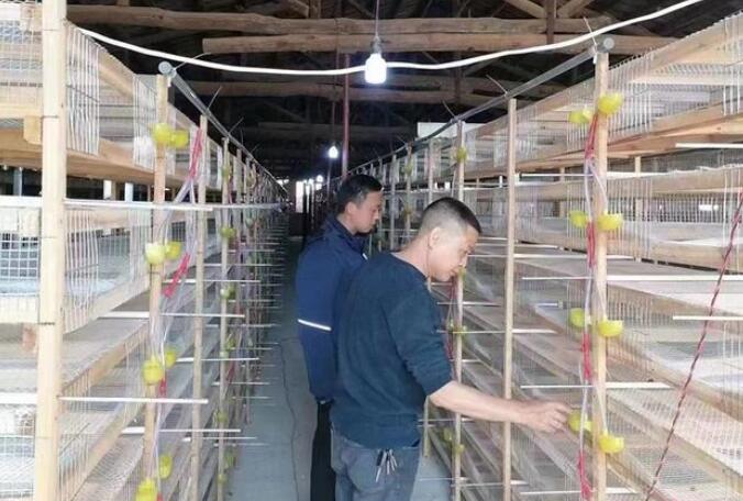 國網平江縣供電公司多元產業助推鄉村振興