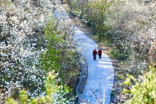 國網壽寧縣供電公司：梨山飛雪映紅霞 電力護航