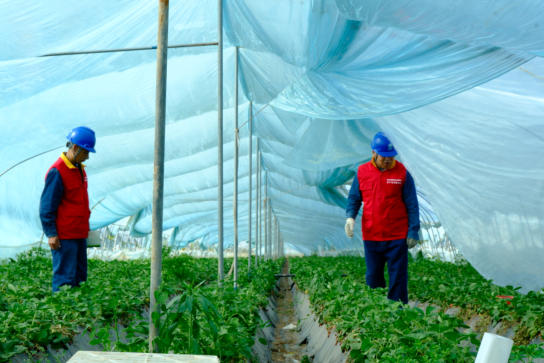 國網渭南供電公司：電暖莓田添動能 服務助農顯擔當